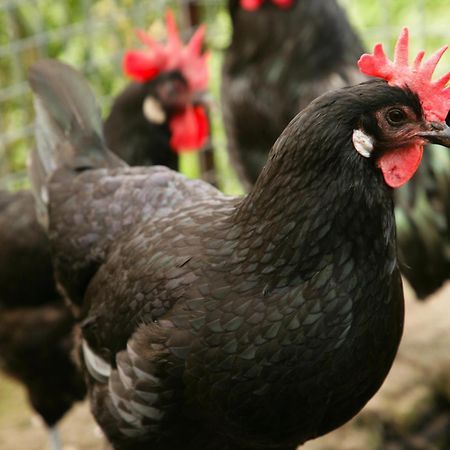 Fornillos de Fermoselle La Casa De Los Arribes المظهر الخارجي الصورة