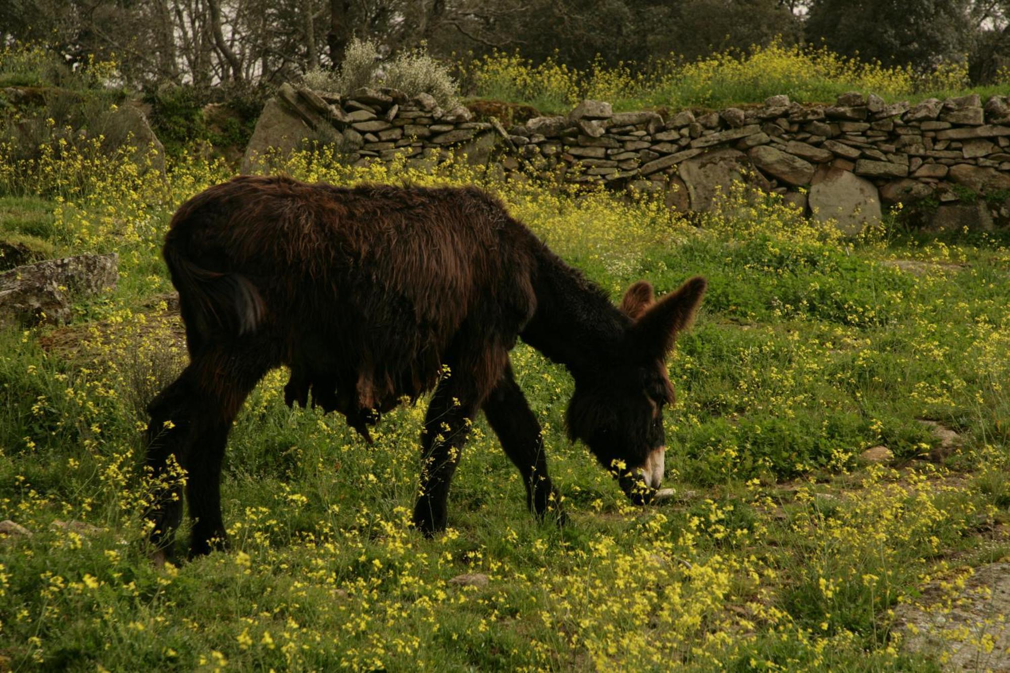 Fornillos de Fermoselle La Casa De Los Arribes المظهر الخارجي الصورة
